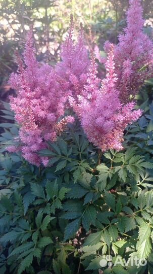 Многолетние цветы для сада