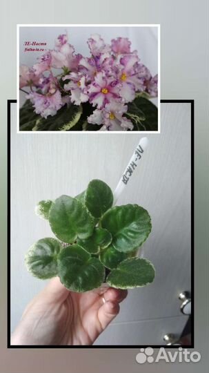 Сортовые фиалки