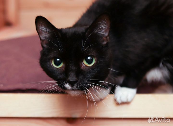 Спокойная ласковая кошка Лана в добрые руки