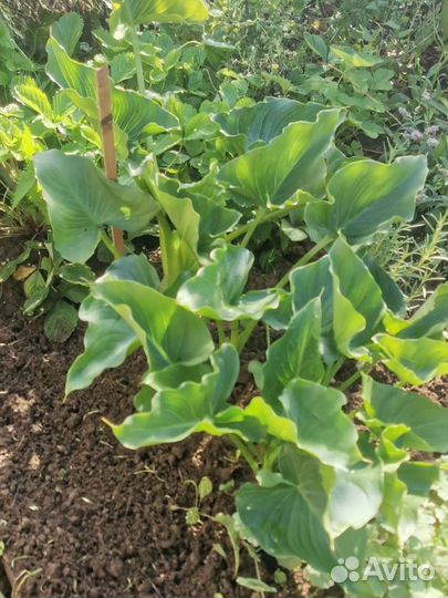 Каллы белые эфиопские