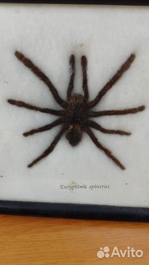 Паук eurypeima spincrus