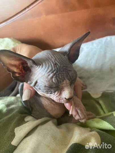 Канадский сфинкс