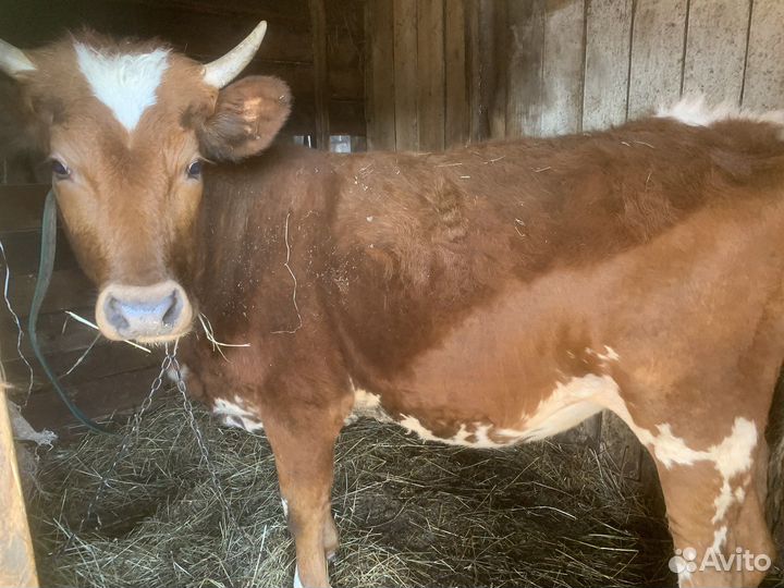 Айширская нетель