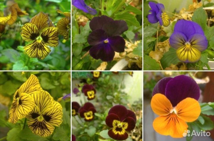 Микрозелень