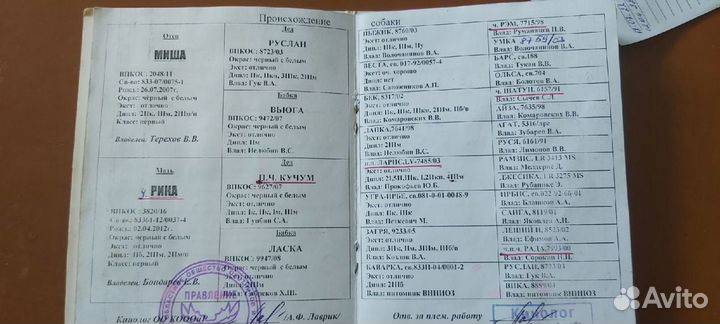 Готовятся к продаже щенки русско-европейская лайка