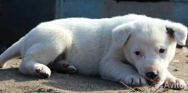 Щенки в дар от белого до черного окраса