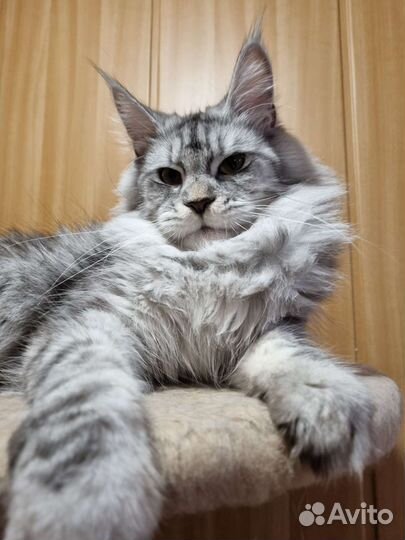 Котята мейн-куны серебро