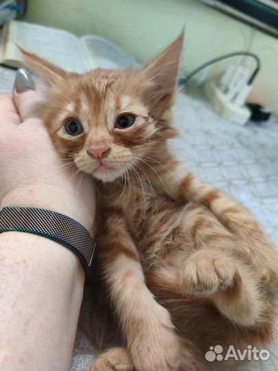 Котята отдам бесплатно