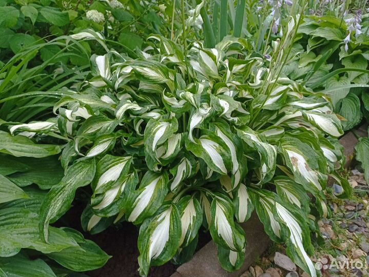 Хоста растение