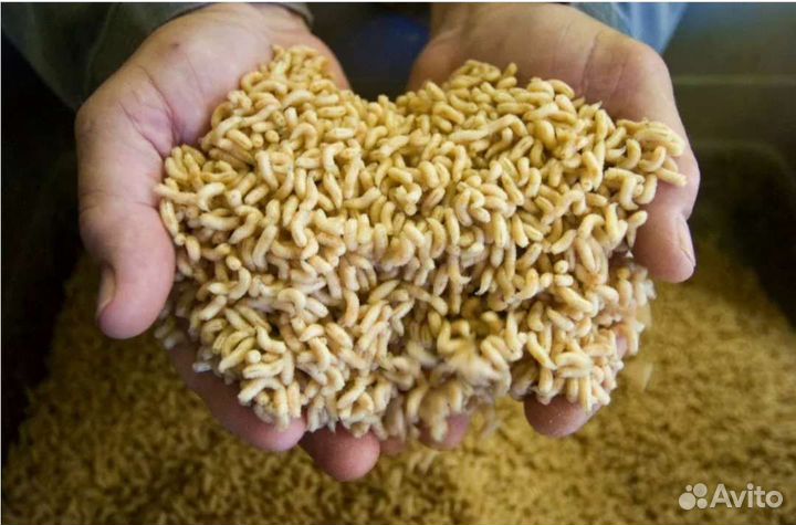 Черви опарыш