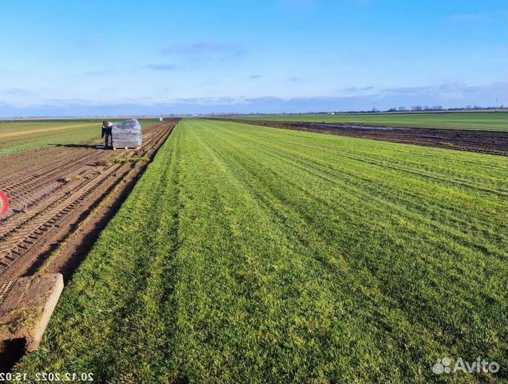 Купить рулонный газон