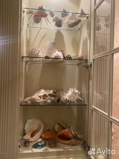 Морские ракушки раковины