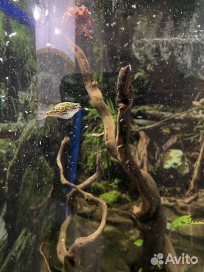 Тетраодон восьмерка, анциструсы(пара)