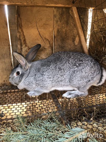 Кролики на племя Советская шиншилла