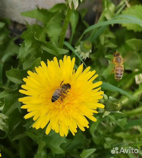 Пчёлки для апитерапии от пасечника