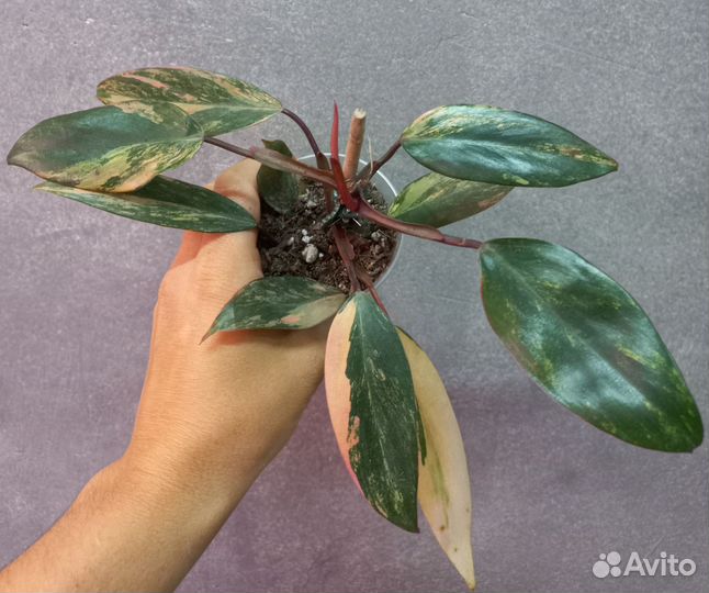 Сортовые филодендроны