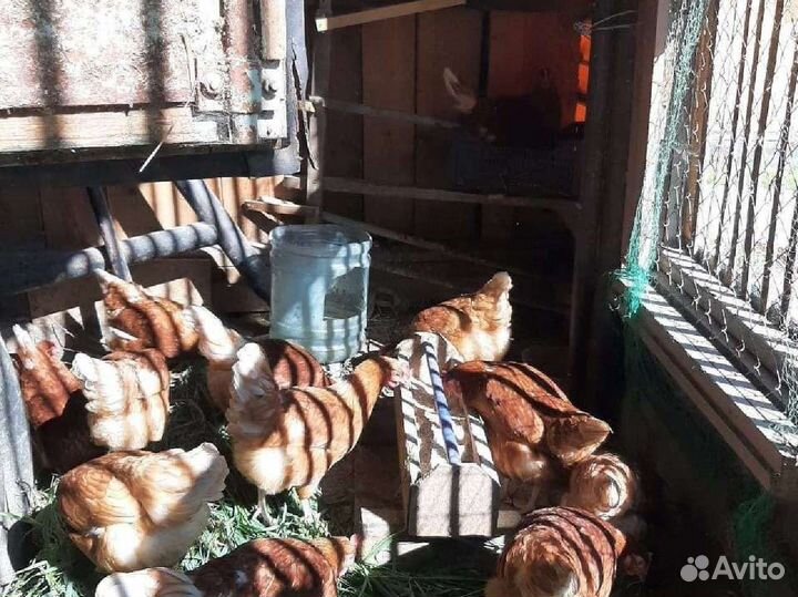 Яйцо куриное деревенское, домашнее