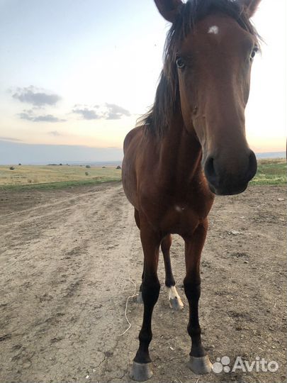 Полукровный жеребец