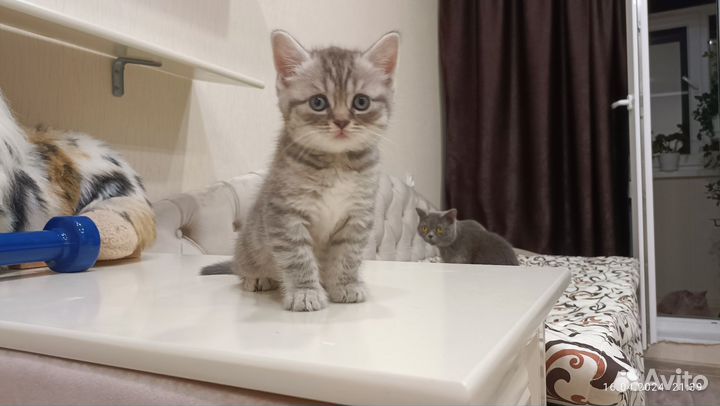 Шотландские котята