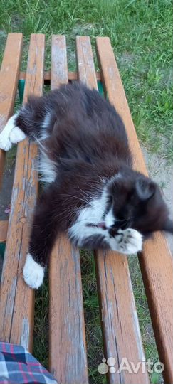 Кошка в дар бесплатно