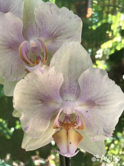 Орхидея фаленопсис бабочка