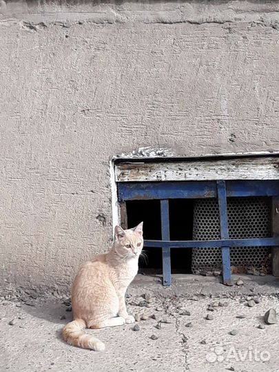 Кошка Бесси в добрые ручки