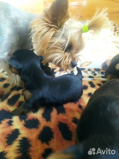 Йоркширский терьер мини