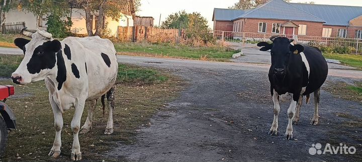 Корова дойная