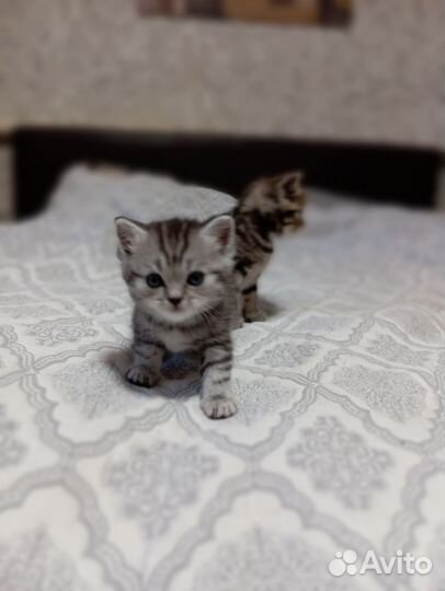 Шатланские котята