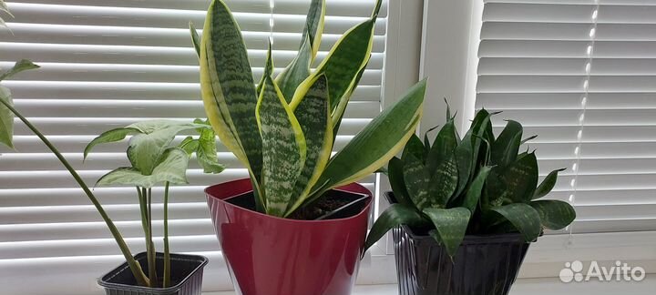 Комнатные растения цветы