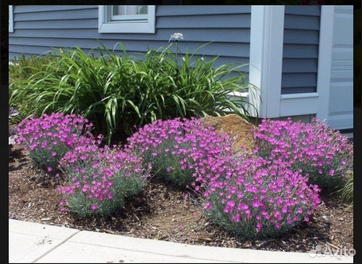 Гвоздика травянка