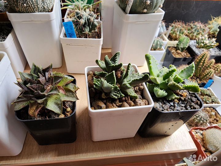 Кактус маммилярия