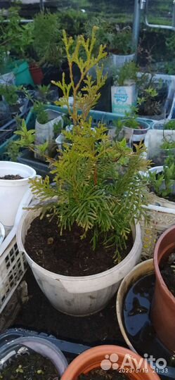 Туя смарагд саженцы
