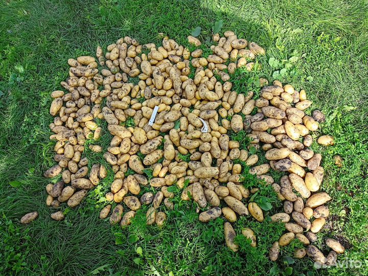 Сорта картофеля от селекционера класса 