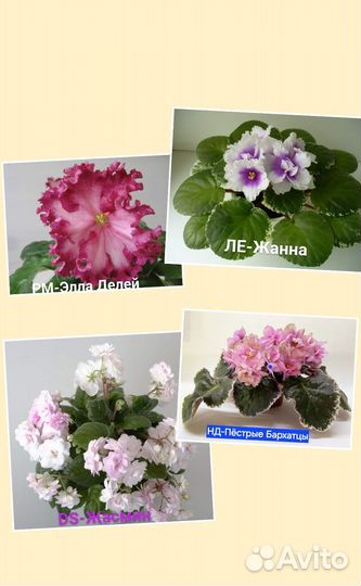Сортовые фиалки