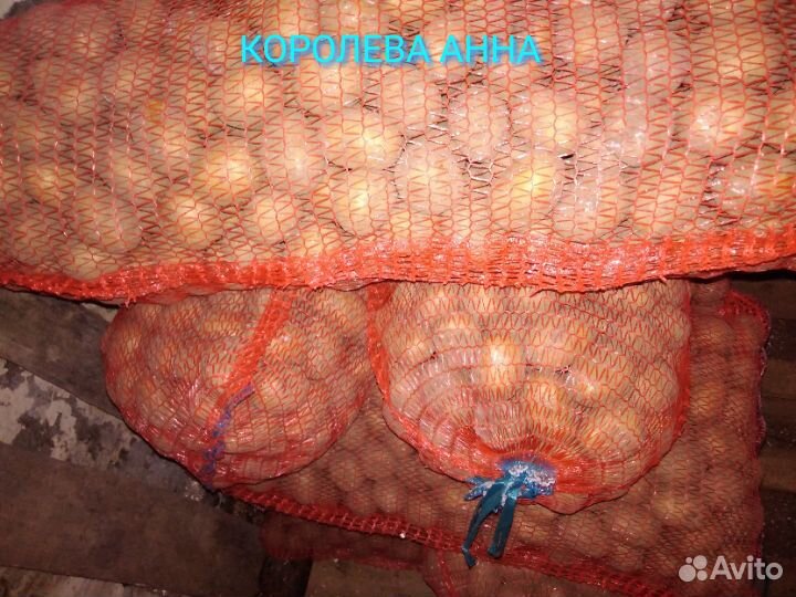 Семенной картофель Королева Анна