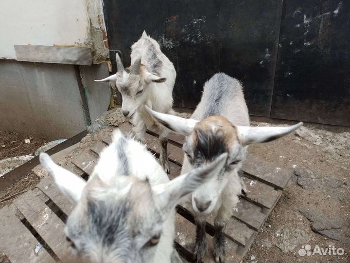 Продам 2х месячных козлят