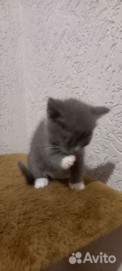 Мальчик - красавчик