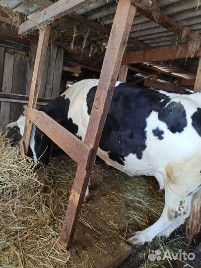 Корова стельная