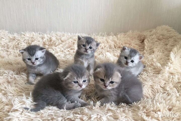 Шотландская кошка