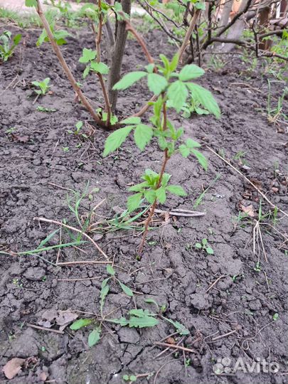 Смородина крыжовник тибеская малина