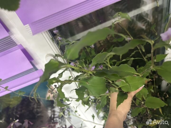 Традесканция tinantia pringlei