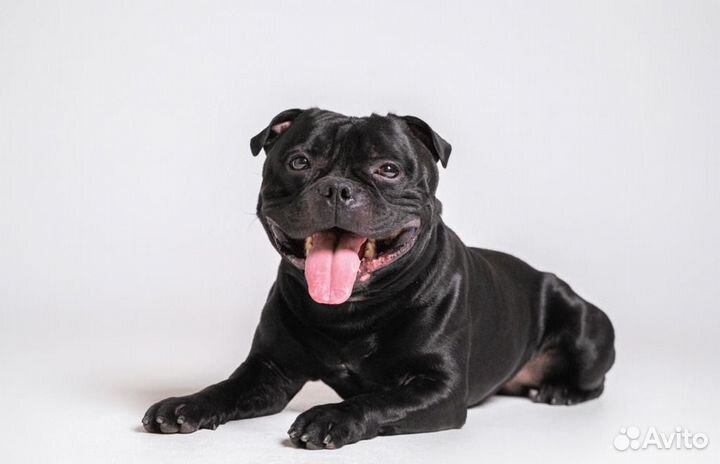 Стаффордширский Бультерьер вязка