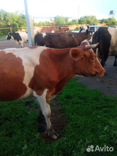 Коровы дойные молочные в Остроленском