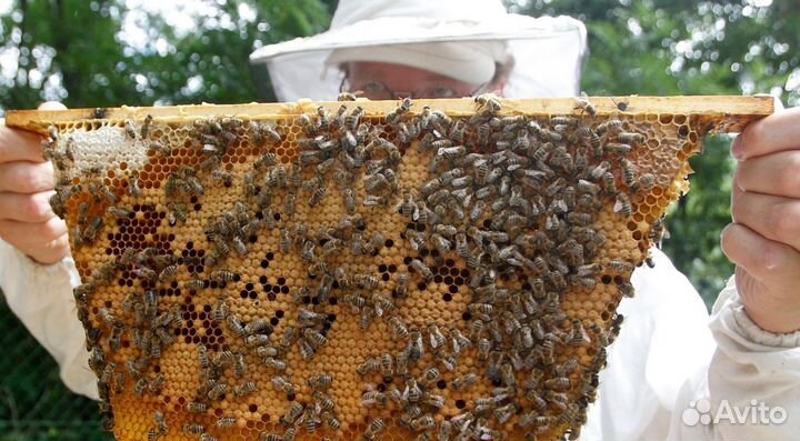 Мёд натуральный из Алтая оптом