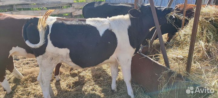 Телки стельные