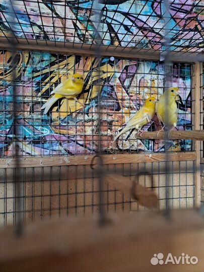 Кенара и канарейки
