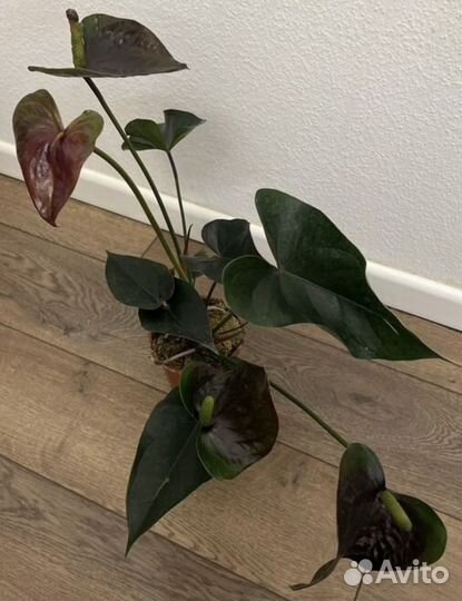 Антуриумы сортовые 7 видов