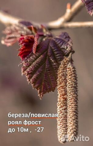 Калины, Тополь Аурора и Роялл Фрост, Скумпии, Бук