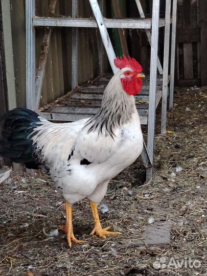 Молодые петухи